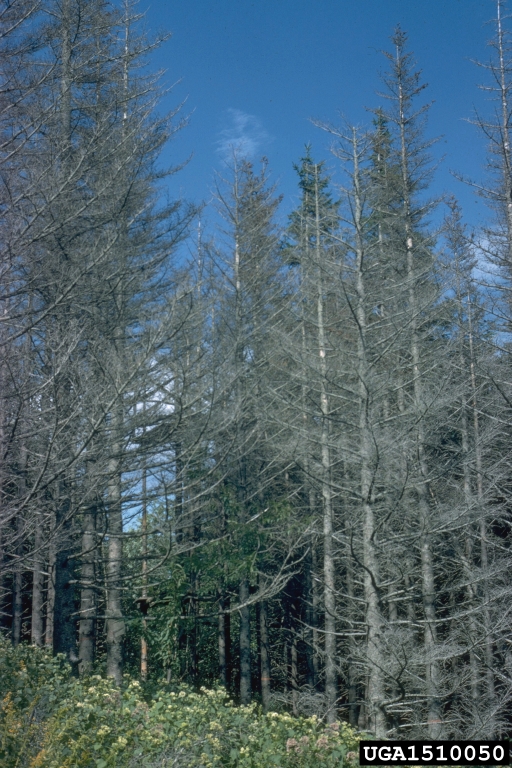 Some dead fraser fir trees